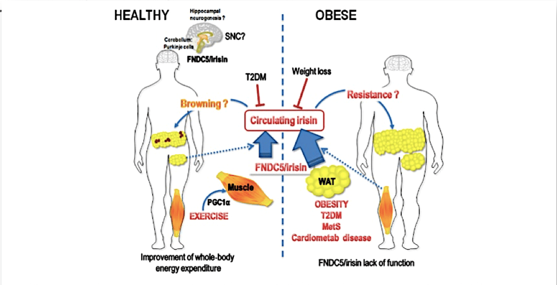 Comunicación entre órganos y músculo. La obesidad como generadora de un cortocircuito comunicacional