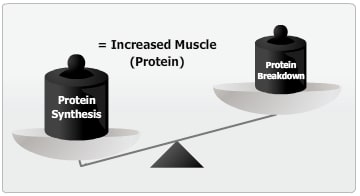 Alimentando y entrenando proteínas musculares