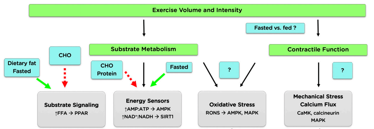 Los carbohidratos en situación de ejercicio (parte 3 de 3). El rol molecular vinculado a la ingesta de carbohidratos y las posibles adaptaciones