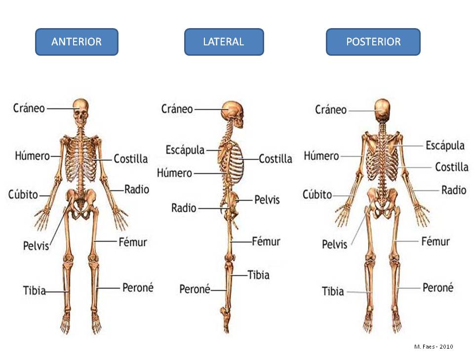 03 - Esqueleto y huesos