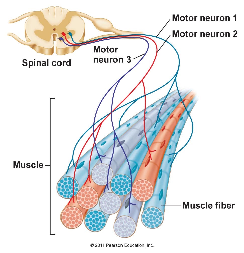 Inervación del Músculo Esquelético y Tipos de Fibras Musculares
