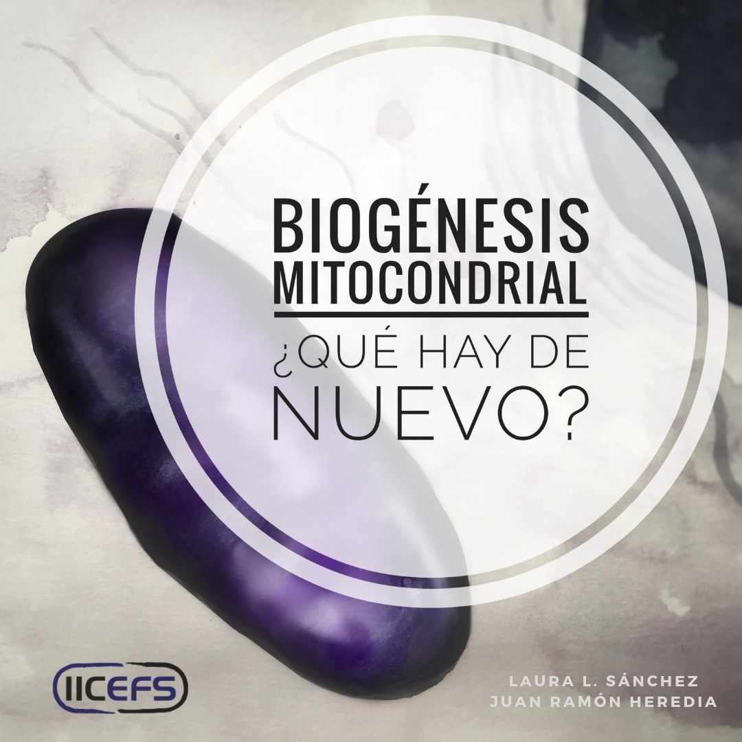 Profundizando en la Biogénesis Mitocondrial: ¿Qué hay de nuevo?
