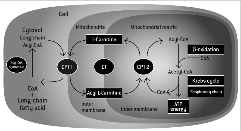 ​L-Carnitina, solo un transportador de grasas hacia las mitocondrias?