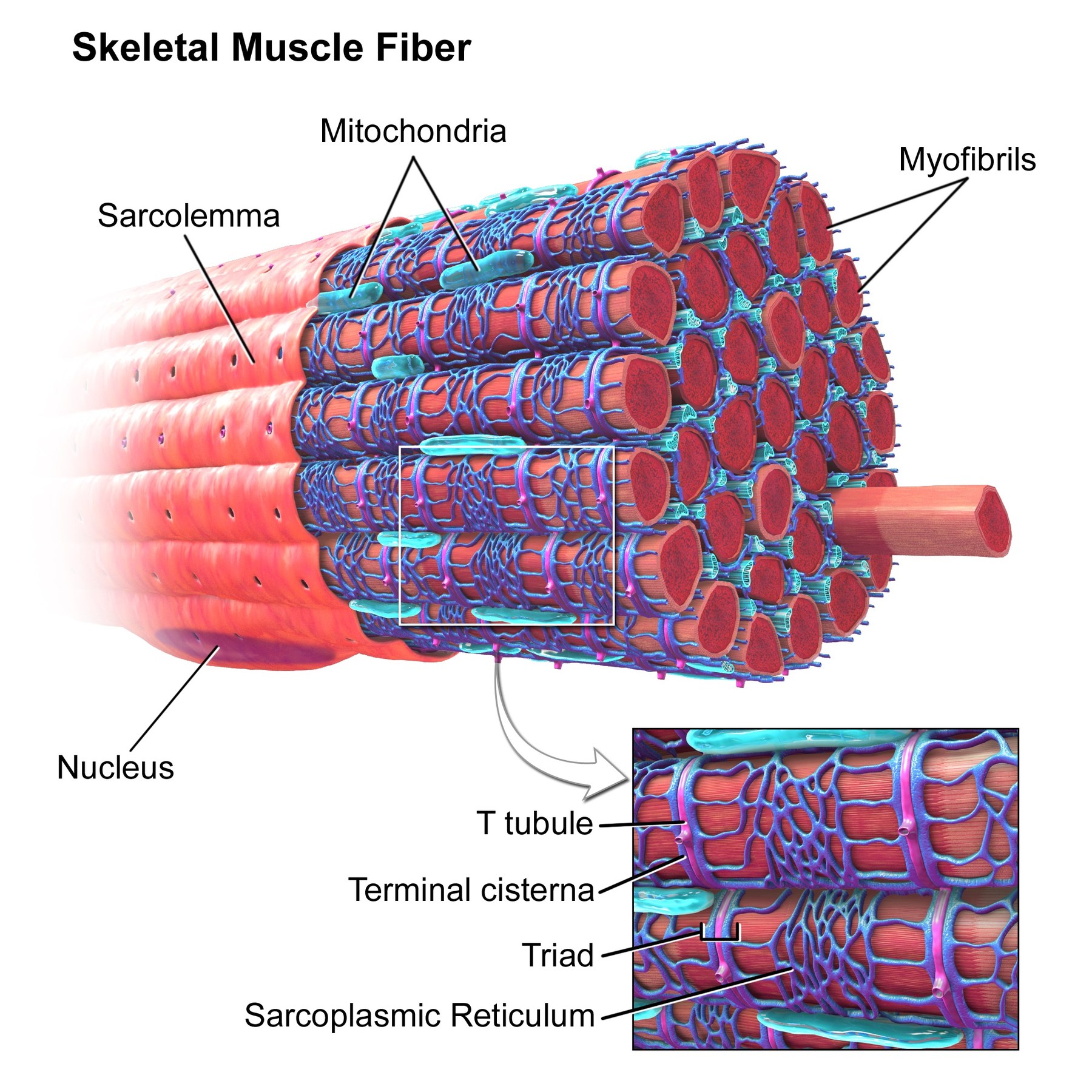 Análisis Estructural del Músculo Esquelético