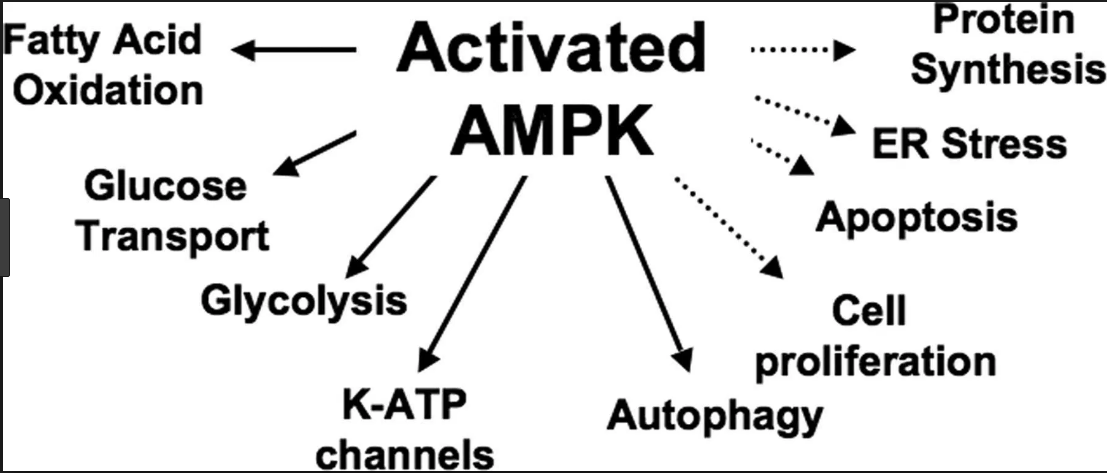 AMPK e intensidad del ejercicio