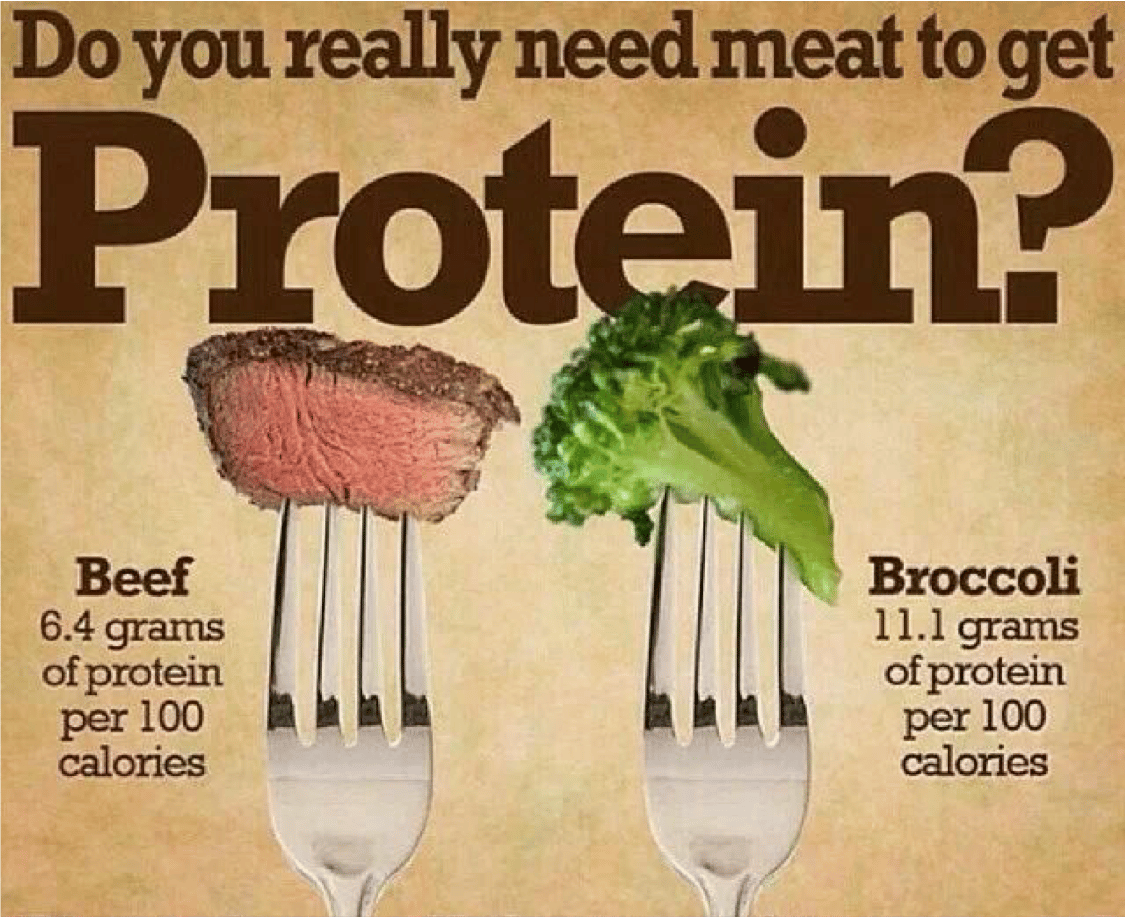 ​Proteína animal vs. proteína vegetal en la respuesta anabólica muscular