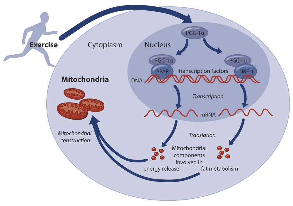 Diabetes, mitocondrias y ejercicio